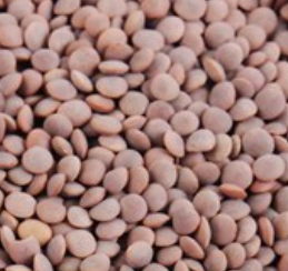 WORLD SABAT MASOOR 800g